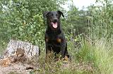 BEAUCERON 402